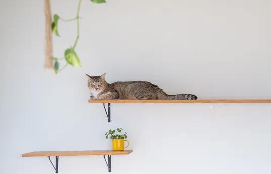 キャットウォーク施工